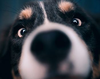 Pet-Friendly – Dogs and Cats Welcome